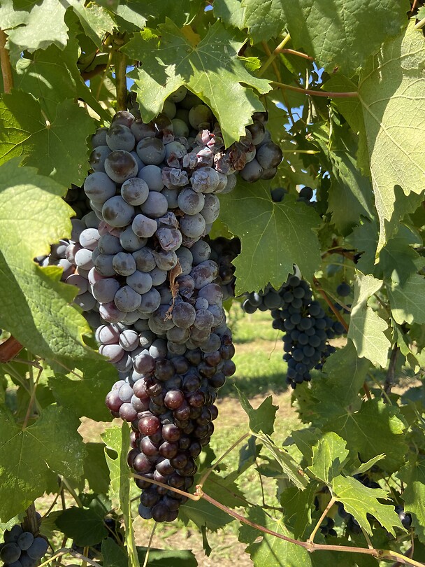 Nebbiolo grapes are dominant in this region of Piemonte