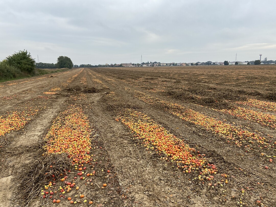 Large areas used for production of tomatoes