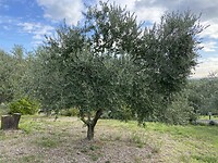 Ever present olive trees