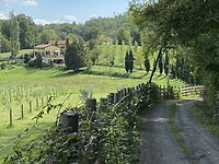 On the left a new olive grove and the first cypresses in sight on the way to Aulla