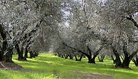 Olive groves on the way to Vetralla