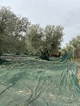 Still harvesting olives at the end of October