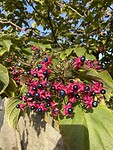 Sambucus