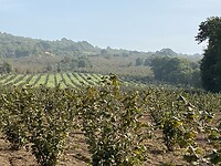 Large hazelnut plantations all the way to Sutri