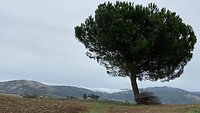 Lonely tree at Giulianello