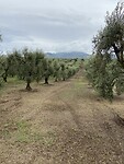 Olive grove at Giulianello en route to Cori