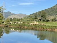 Sheep being herded at the border of the Fiume Amasseno