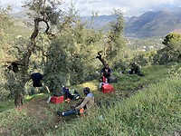 Still harvesting olives in November