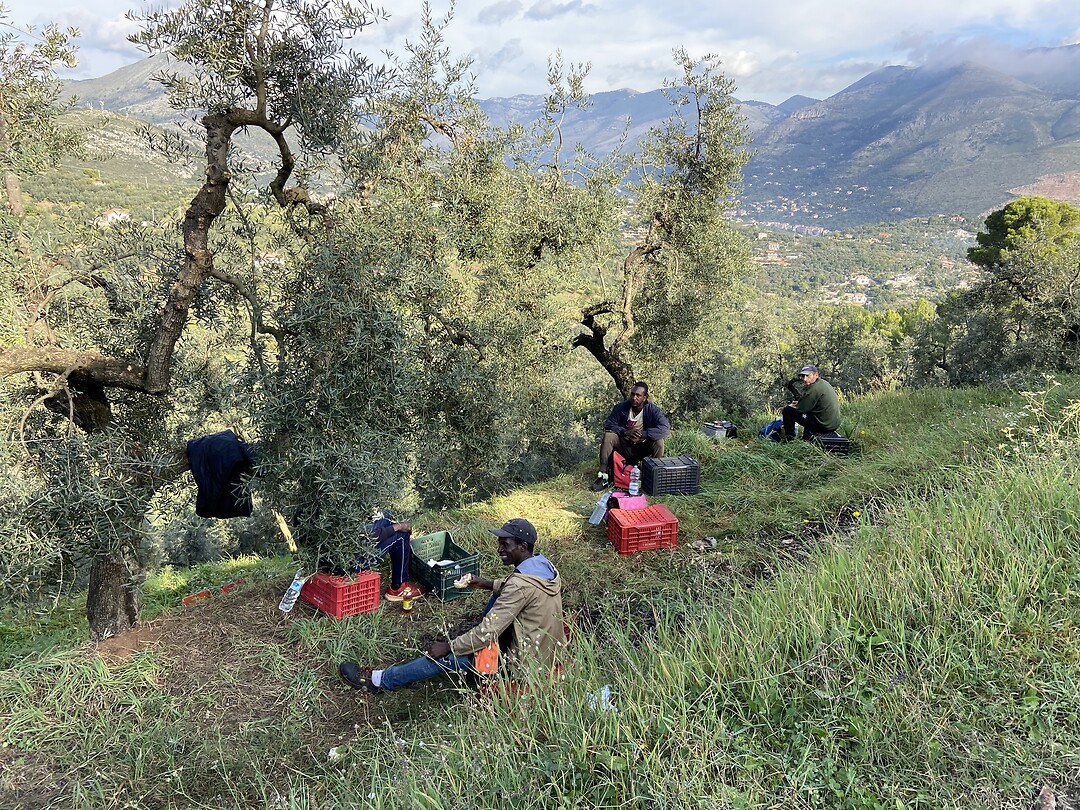 Still harvesting olives in November