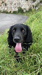 Dog that kept me company for a couple of kilometers