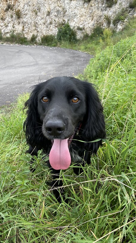 Dog that kept me company for a couple of kilometers