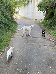Stray dogs operating in packs of three. These were nice to me