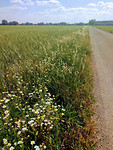 IMG_20170526_153131