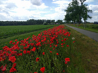 IMG_20170610_144848