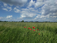 IMG_20170610_145904