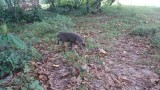 Pumba @Bako NP