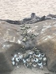 Eitjes van schildpad