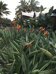Bird Paradise bloem