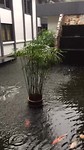 Regenbuitje