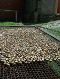 Les Escargots