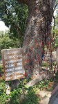 Killing tree