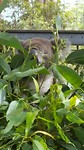 Koala hospital