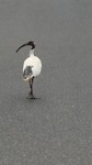 De ibis