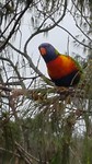 Rainbow lorrikeet