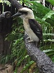 Kookaburra