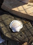 Een schelp: we zijn op de goede weg!
