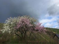 Bloesems onder dreigende lucht