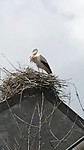 Nog een ooievaar!