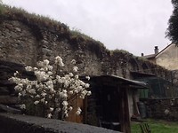 Tirano