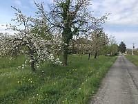 Bloesemende bomen