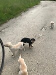 Puppies langs de weg