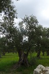 DSC02982
