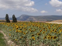 DSC06437