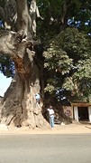 Giant tree