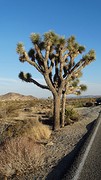 Joshua Tree NP