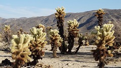 Joshua Tree NP