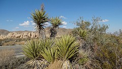 Joshua Tree NP