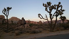 Joshua Tree NP