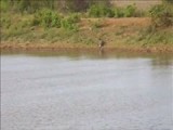 Grote krokodil in Yala NP