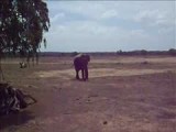 Olifant in Yala NP
