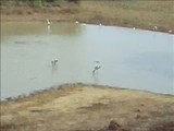 Krokodillenvijver in Yala NP