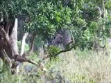 Luipaard in Yala NP