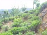Treinreis Ella naar Nuwara Eliya
