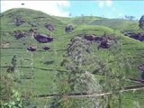 Theeplantages van Labookellie in Nuwara Eliya