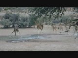 Giraffen bij Uurikaruus chalet