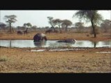 Nijlpaarden +baby in Erindi
